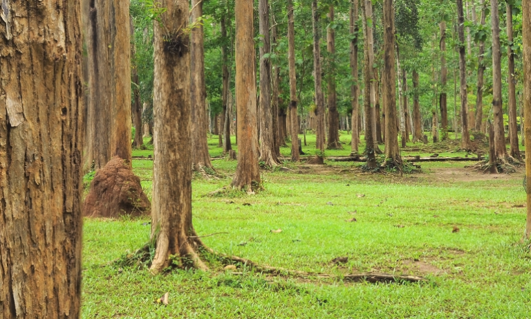 Vrtni namještaj od tika